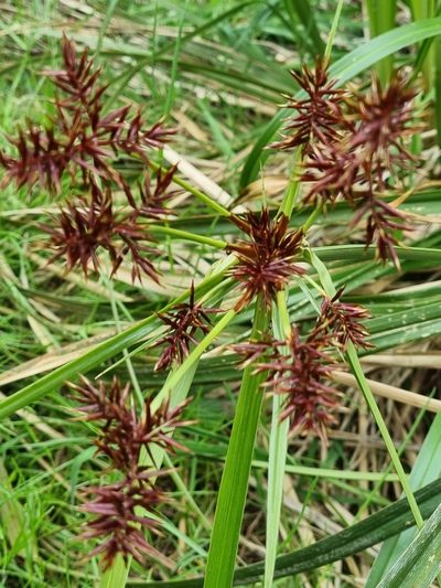 Cyperus lucidus, photographed by Gayl Sullivan
