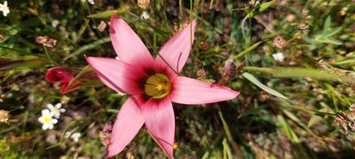 Romulea hirsuta, photographed by sharndreheuvel