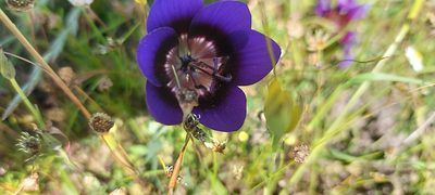 Geissorhiza monanthos, photographed by sharndreheuvel
