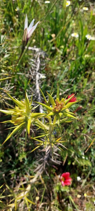 Heterorhachis aculeata, photographed by sharndreheuvel
