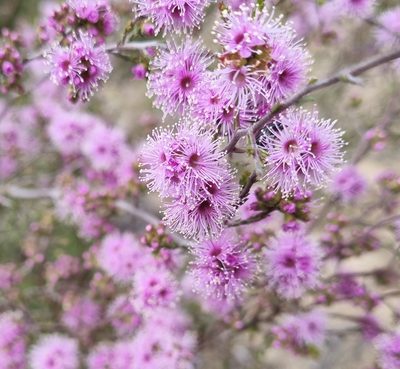 Kunzea parvifolia, photographed by Gayl Sullivan
