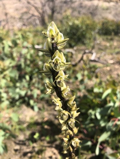 Prasophyllum elatum, photographed by Connor Margetts