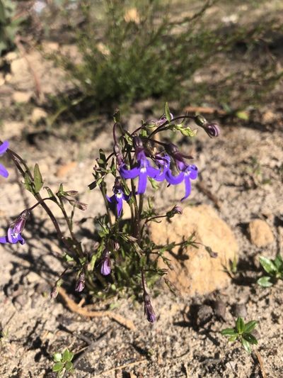 Lobelia rhombifolia, photographed by Connor Margetts