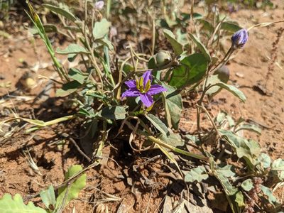 Solanum esuriale, photographed by Dylan Butcher