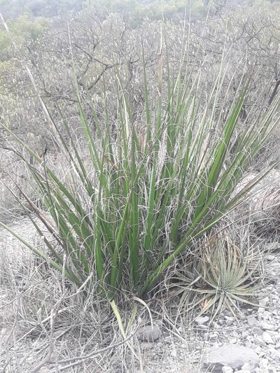 Hesperaloe funifera, photographed by José Gerardo Velasco