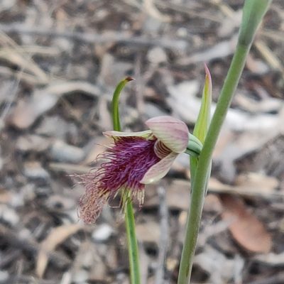 Calochilus robertsonii, photographed by Donald Hobern