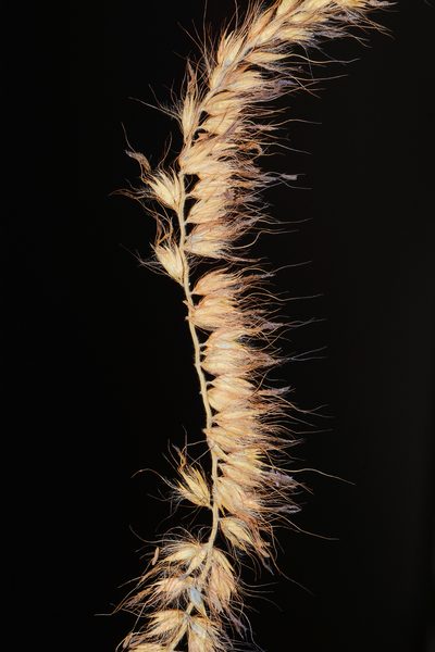 Cenchrus pedicellatus, photographed by S.MORE