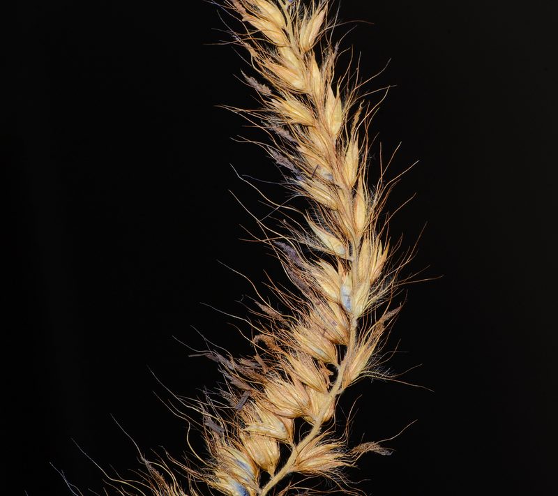 Cenchrus pedicellatus, photographed by S.MORE
