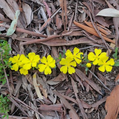 Hibbertia obtusifolia, photographed by Donald Hobern