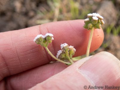 Denekia capensis, photographed by Andrew Hankey