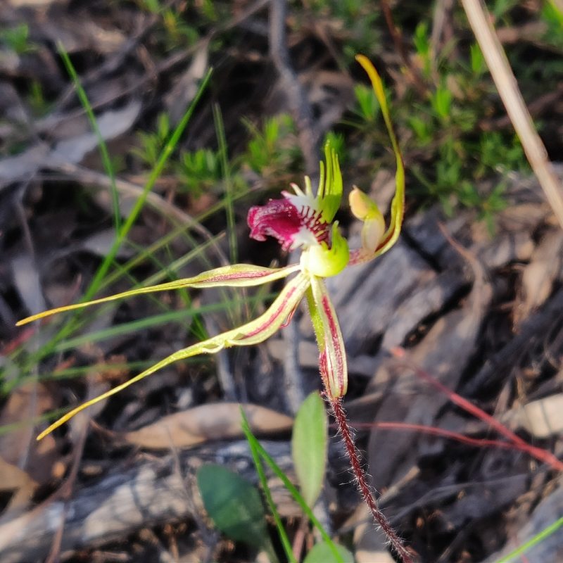 Caladenia atrovespa, photographed by Donald Hobern