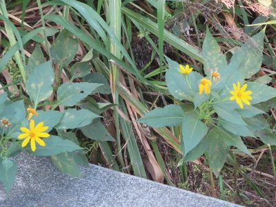 Helianthus tuberosus, photographed by mami_t_t