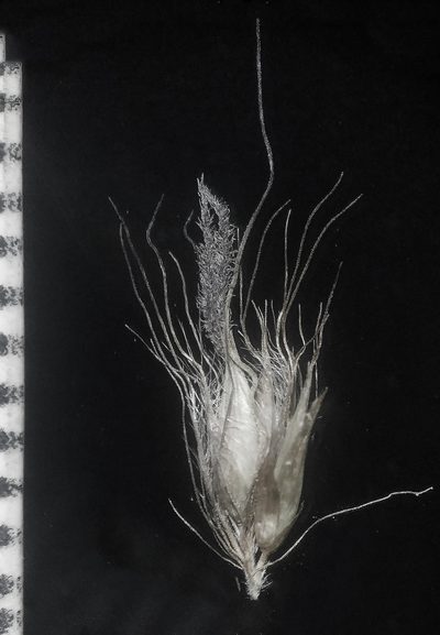 Cenchrus pedicellatus, photographed by S.MORE