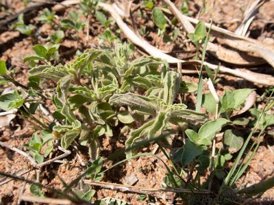 Coleus caninus, photographed by Andrew Hankey