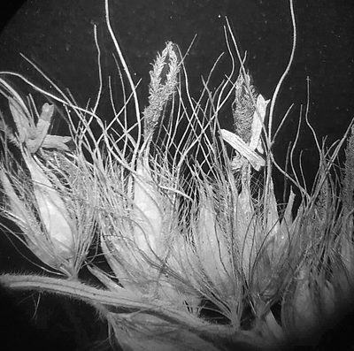 Cenchrus pedicellatus, photographed by S.MORE