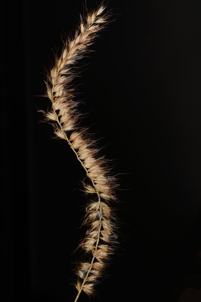 Cenchrus pedicellatus, photographed by S.MORE