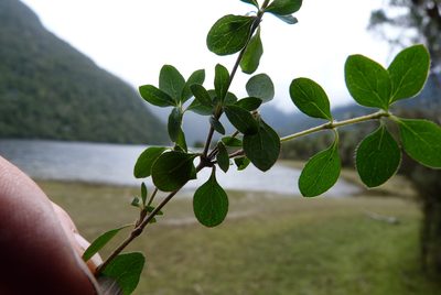 Coprosma ciliata, photographed by Colin Meurk