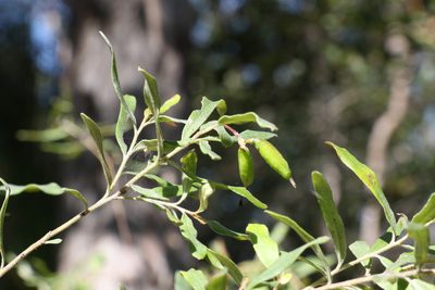 Grevillea linsmithii, photographed by Greg Tasney