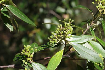 Pomaderris argyrophylla, photographed by Greg Tasney