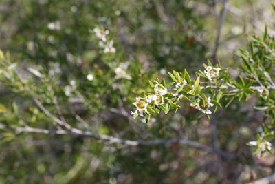 Leptospermum variabile, photographed by Greg Tasney
