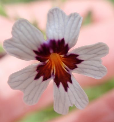 Jamesbrittenia racemosa, photographed by Peter Warren