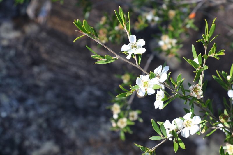Leptospermum variabile, photographed by Greg Tasney