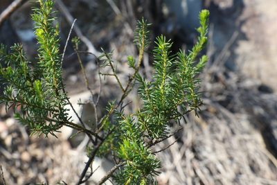Acacia brunioides, photographed by Greg Tasney