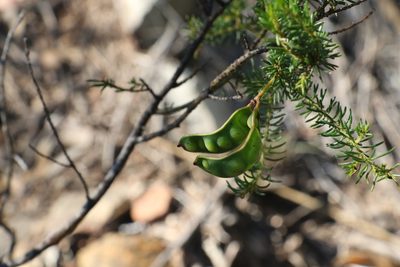 Acacia brunioides, photographed by Greg Tasney