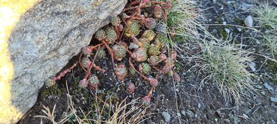 Sempervivum montanum, photographed by Michael Bakker Paiva