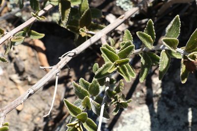 Coleus alloplectus, photographed by Greg Tasney
