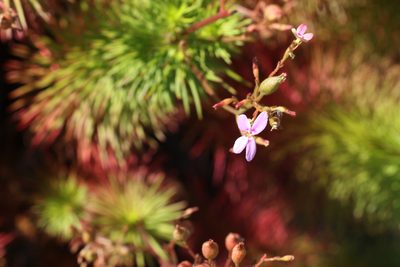 Stylidium laricifolium, photographed by Greg Tasney