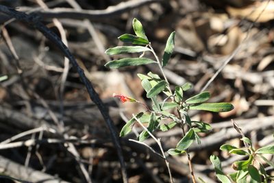 Grevillea linsmithii, photographed by Greg Tasney
