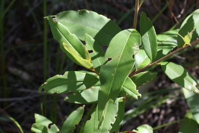 Pomaderris argyrophylla, photographed by Greg Tasney