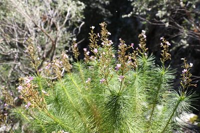 Stylidium laricifolium, photographed by Greg Tasney