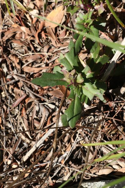 Gynura drymophila, photographed by Greg Tasney