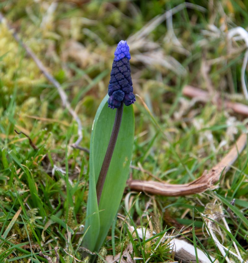 Muscari latifolium, photographed by Fiona Boston