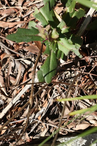 Gynura drymophila, photographed by Greg Tasney