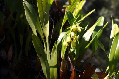 Dendrobium monophyllum, photographed by Greg Tasney