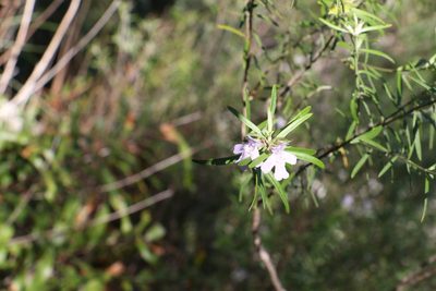 Westringia sericea, photographed by Greg Tasney