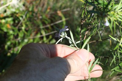 Westringia sericea, photographed by Greg Tasney