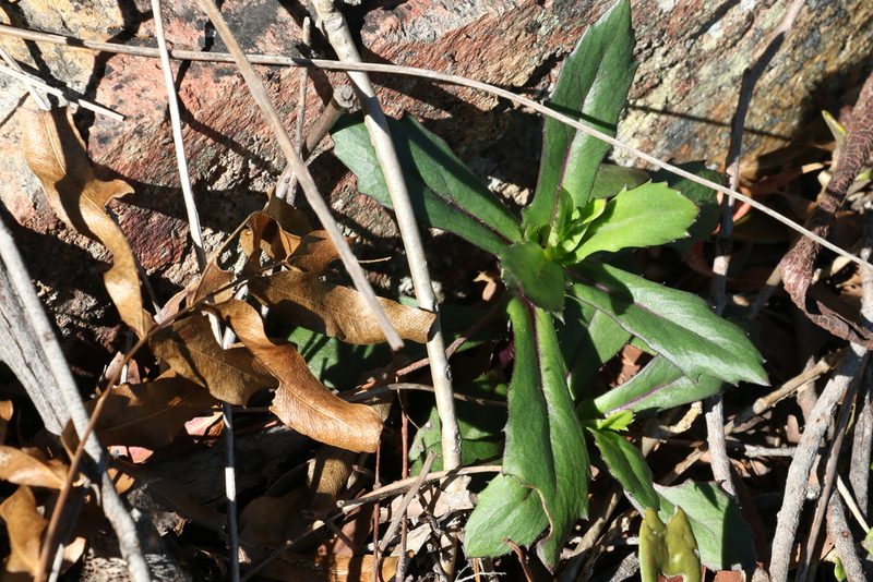 Gynura drymophila, photographed by Greg Tasney