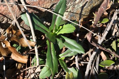 Gynura drymophila, photographed by Greg Tasney
