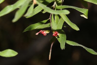 Grevillea linsmithii, photographed by Greg Tasney