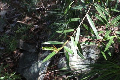 Hovea impressinerva, photographed by Greg Tasney