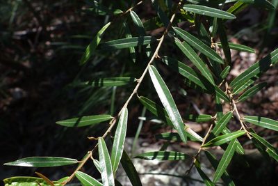 Hovea impressinerva, photographed by Greg Tasney