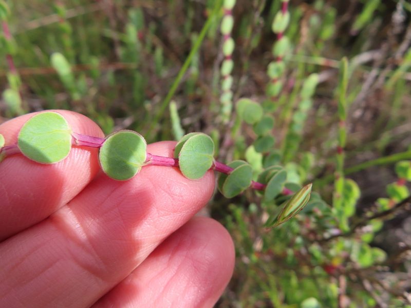 Cliffortia phyllanthoides, photographed by linkie