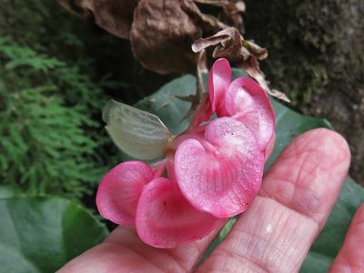 Begonia bracteosa, photographed by Annika Lindqvist