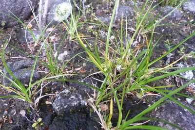Carex flaviformis, photographed by Colin Meurk