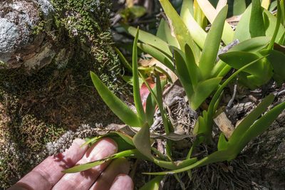 Oberonia complanata, photographed by Bruce Cathie