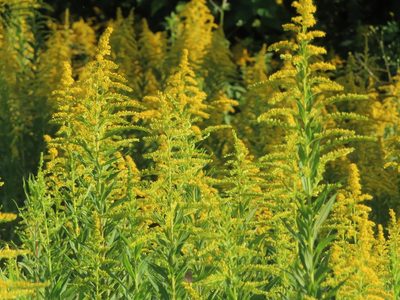Solidago altissima